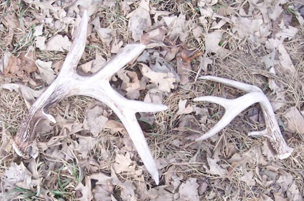 antlers.jpg